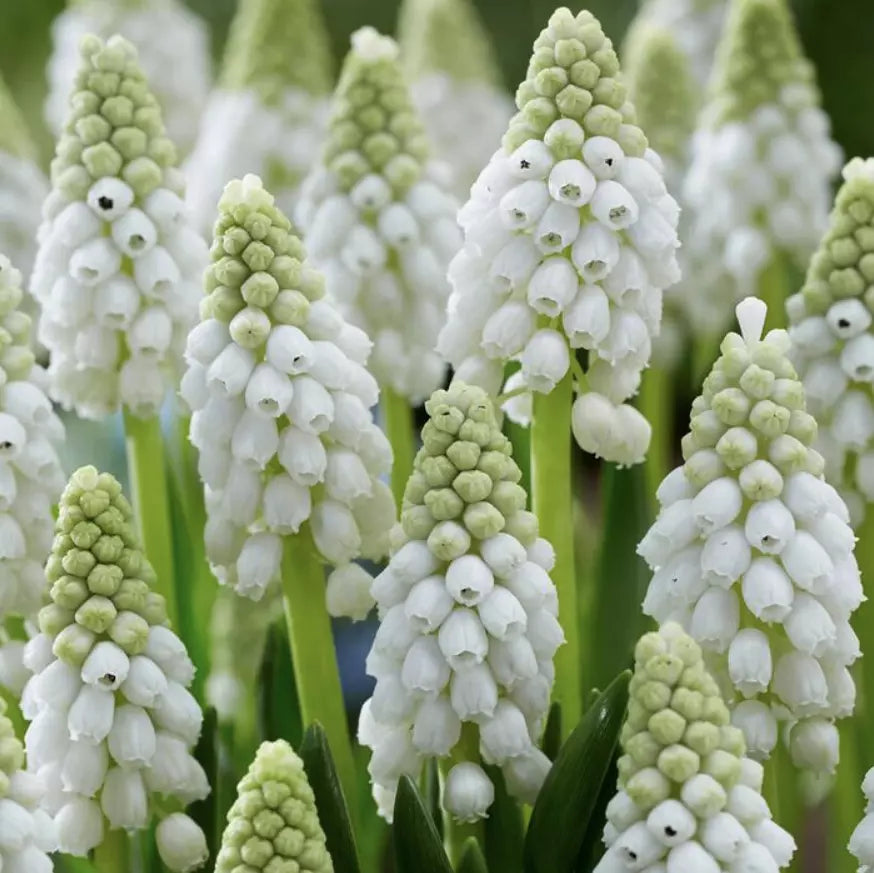 30 Muscari Grape Hyacinth Bulb Collection (White, And Blue) Bulbs Plants