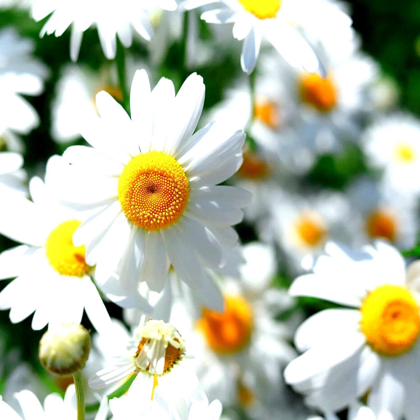 15000 German Chamomile Non-Gmo Heirloom Flower Seeds | www.seedsplantworld.com