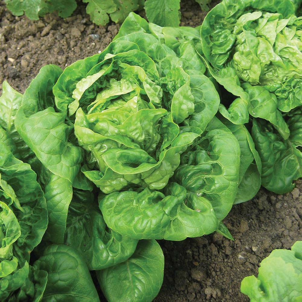 600+ Little Gem Lettuce Mini Romaine NON-GMO Vegetable Seeds | www.seedsplantworld.com