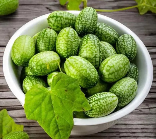 15 Cucamelon Seeds Mouse Melon (Melothria Scabra Mexican Sour Gherkin Non Gmo) Vegetable Seeds