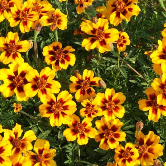 150+ Dainty Marietta Marigold Dwarf Tagetes Patula Flower Seeds | www.seedsplantworld.com