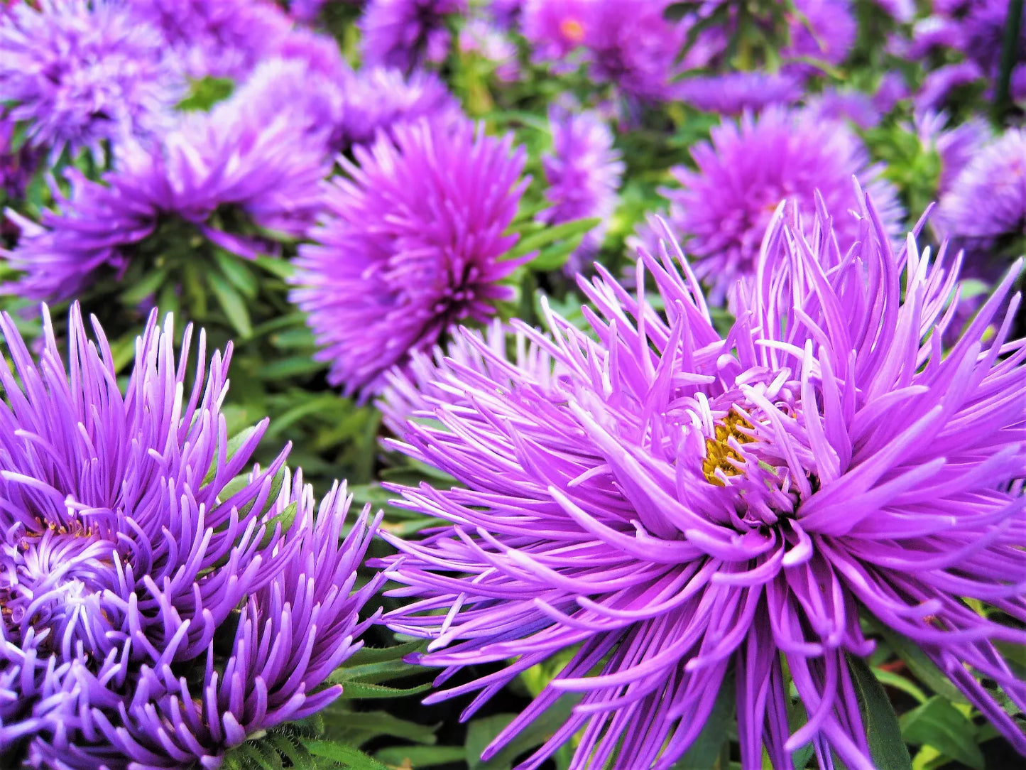 30 Violet Purple Needle Aster Callistephus Chinensis Unicom Flower Seeds | www.seedsplantworld.com