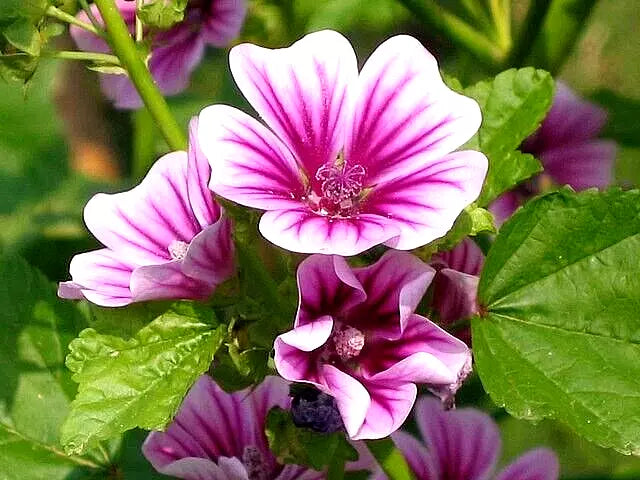 Zebra Mallow 100 Seeds