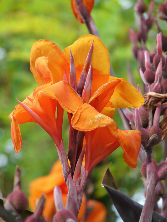 5 Orange Canna Lily Indian Shot Arrowroot Canna Indica Flower Seeds | www.seedsplantworld.com