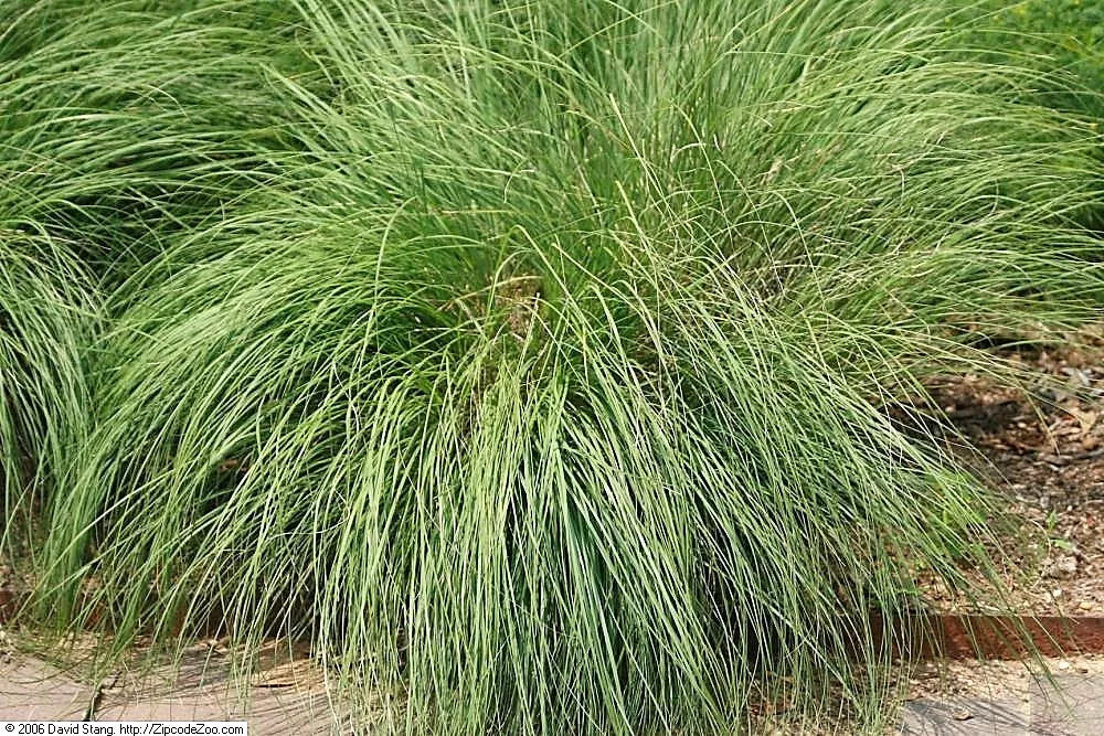 200 Prairie Dropseed Ornamental Native Grass Sporobolus Heterolepis Seeds | www.seedsplantworld.com