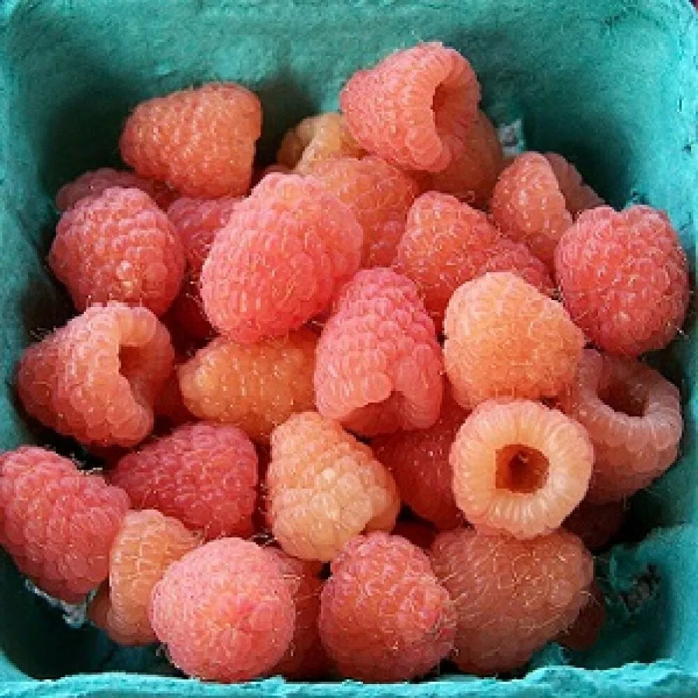 1 Anne Everbearing Live Yellow Raspberry Plant Ready For Planting (1-2 Yr Old) Fruit Plant | www.seedsplantworld.com