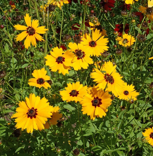 200+ Golden Wave Tickseed Coreopsis Basalis Annual Flower Seeds | www.seedsplantworld.com