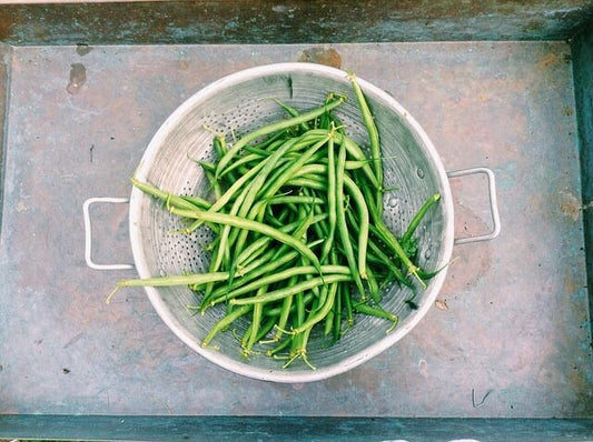 50 Slenderette Green Bean French Stringless Phaseolus Vulgaris Vegetable Seeds | www.seedsplantworld.com