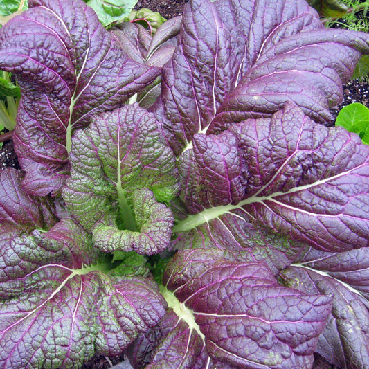 300+ Osaka Purple Mustard Asian Cuisine NON-GMO Vegetable Seeds | www.seedsplantworld.com