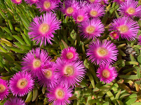 25 Table Mountain Ice Plant Magenta Fuchsia Delosperma Cooperi Flower Seeds | www.seedsplantworld.com