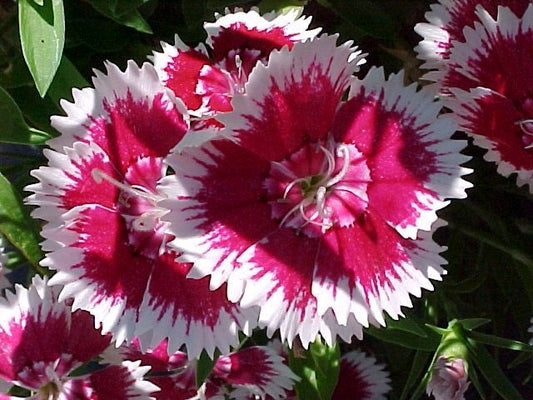 1333 Sweet William Biennial/Perennial Flower Seeds | www.seedsplantworld.com