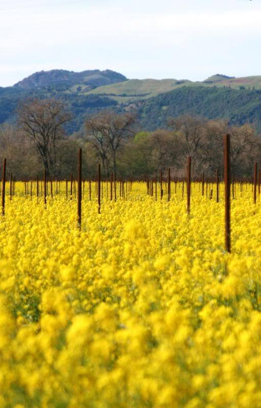 3000 Southern Giant Curled Mustard Ostrich Plume Vegetable Herb Seeds | www.seedsplantworld.com