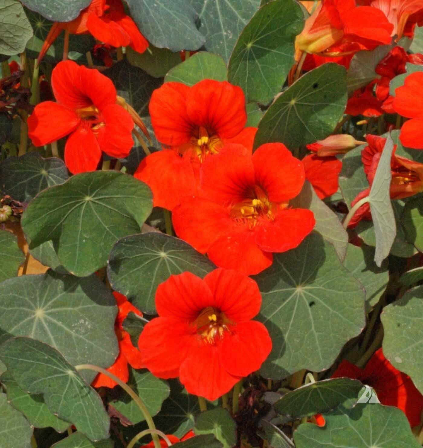 30 Ct Nasturtium Empress Of India Flower Seeds | www.seedsplantworld.com