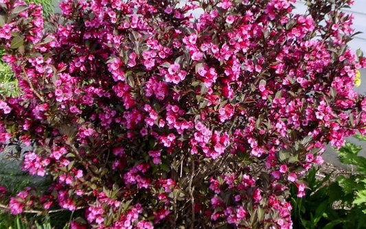 Wine & Roses Weigela Shrub Live Plant 6-12" In A Quart Pot