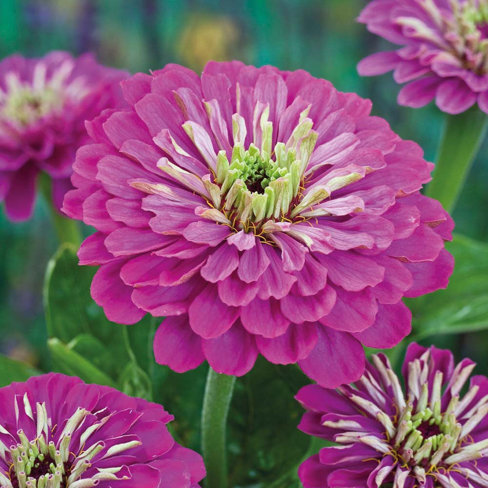 140 Zinnia Purple Prince Flower Seeds | www.seedsplantworld.com