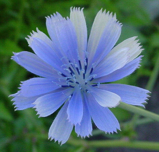 1000 Chicory Blue Beauty Flower Coffee Subst Flower Seeds | www.seedsplantworld.com