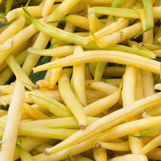 50 Ct Golden Wax Bean Bush Yellow Bean Stringless NON-GMO Vegetable Seeds | www.seedsplantworld.com