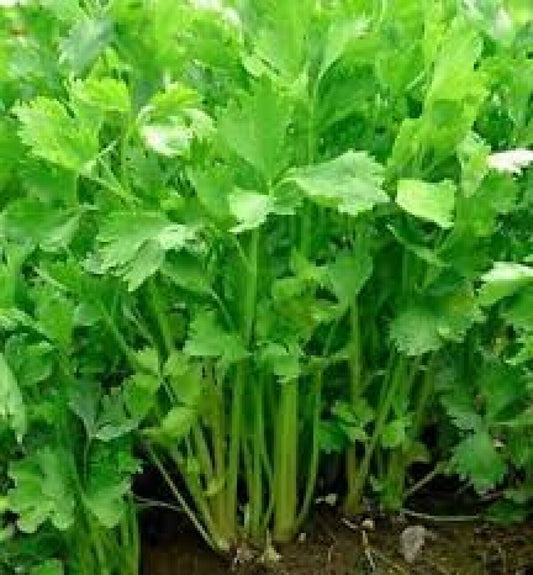 1000+ Chinese Celery Apium Graveolens Garden NON-GMO Vegetable Seeds | www.seedsplantworld.com