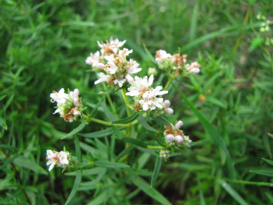 300 Mint Mountain Mint Wild Herb Shade/Sun Herb Seeds | www.seedsplantworld.com