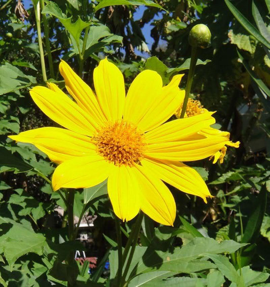 25 Yellow Torch Mexican Sunflower Tithonia Speciosa Flower Seeds | www.seedsplantworld.com