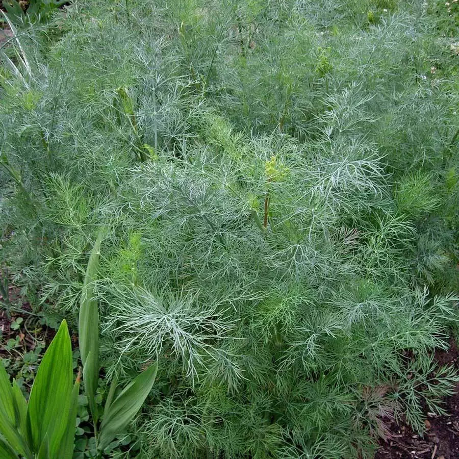 500 Dukat Dill Seeds Heirloom Non-GMO Herb Seeds | www.seedsplantworld.com