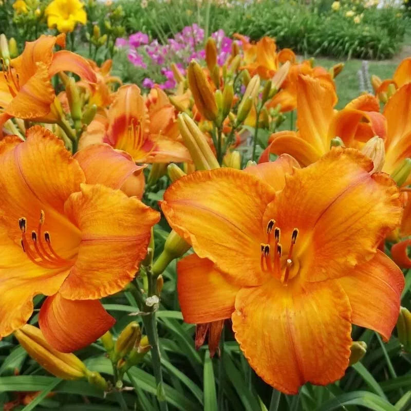 Mauna Loa Daylily Perennial Flower Bulb Bare Root Plant Rebloomer Hemerocallis Bulbs Plant