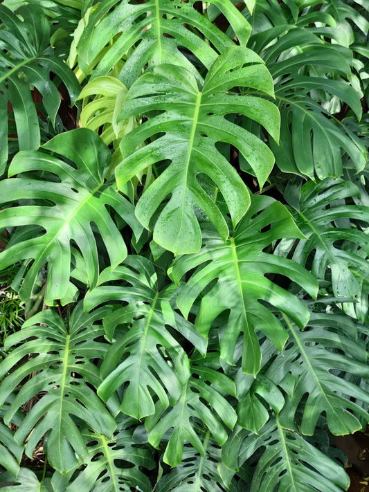 5 Organic Split Leaf Philodendron Monstera Deliciosa Swiss Cheese Plant Seeds | www.seedsplantworld.com