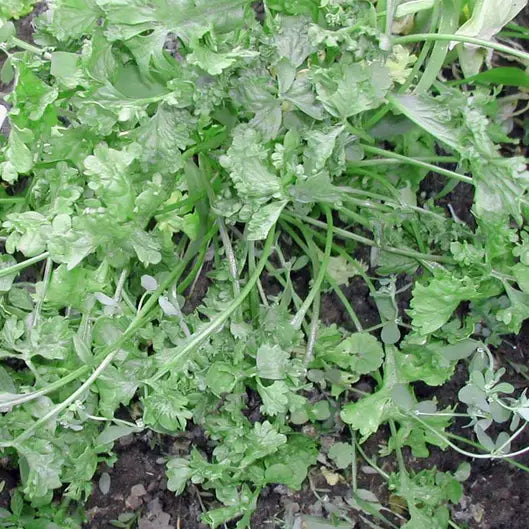 500 Wrinkled Crinkled Cress Seeds Heirloom Non-GMO Herb Seeds | www.seedsplantworld.com