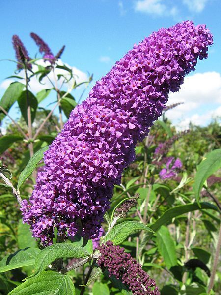 50 Violet Purple Butterfly Bush Buddleia Davidii Flower Seeds | www.seedsplantworld.com