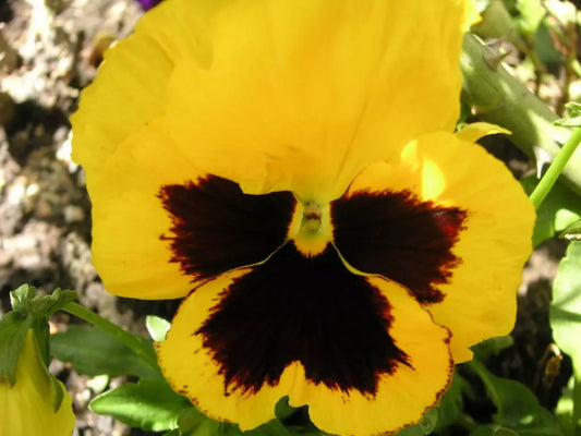 50 Yellow & Brown Pansy Viola Violet Flower Seeds | www.seedsplantworld.com