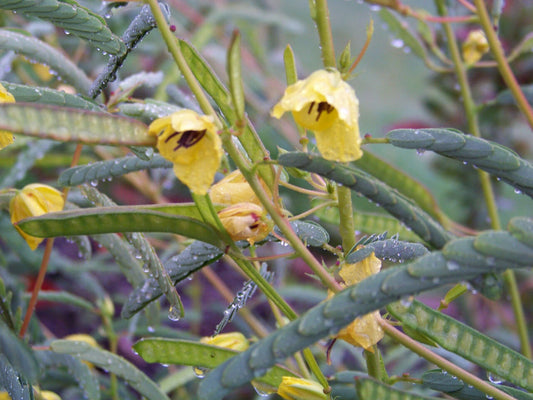 40 Partridge Pea Sleeping Sensitive Plant Flower Seeds | www.seedsplantworld.com