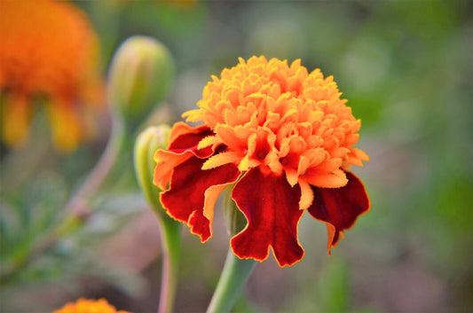 250 Dwarf Double Marigold ' Orange Flame ' Tagetes Patula French Red Flower Seeds | www.seedsplantworld.com