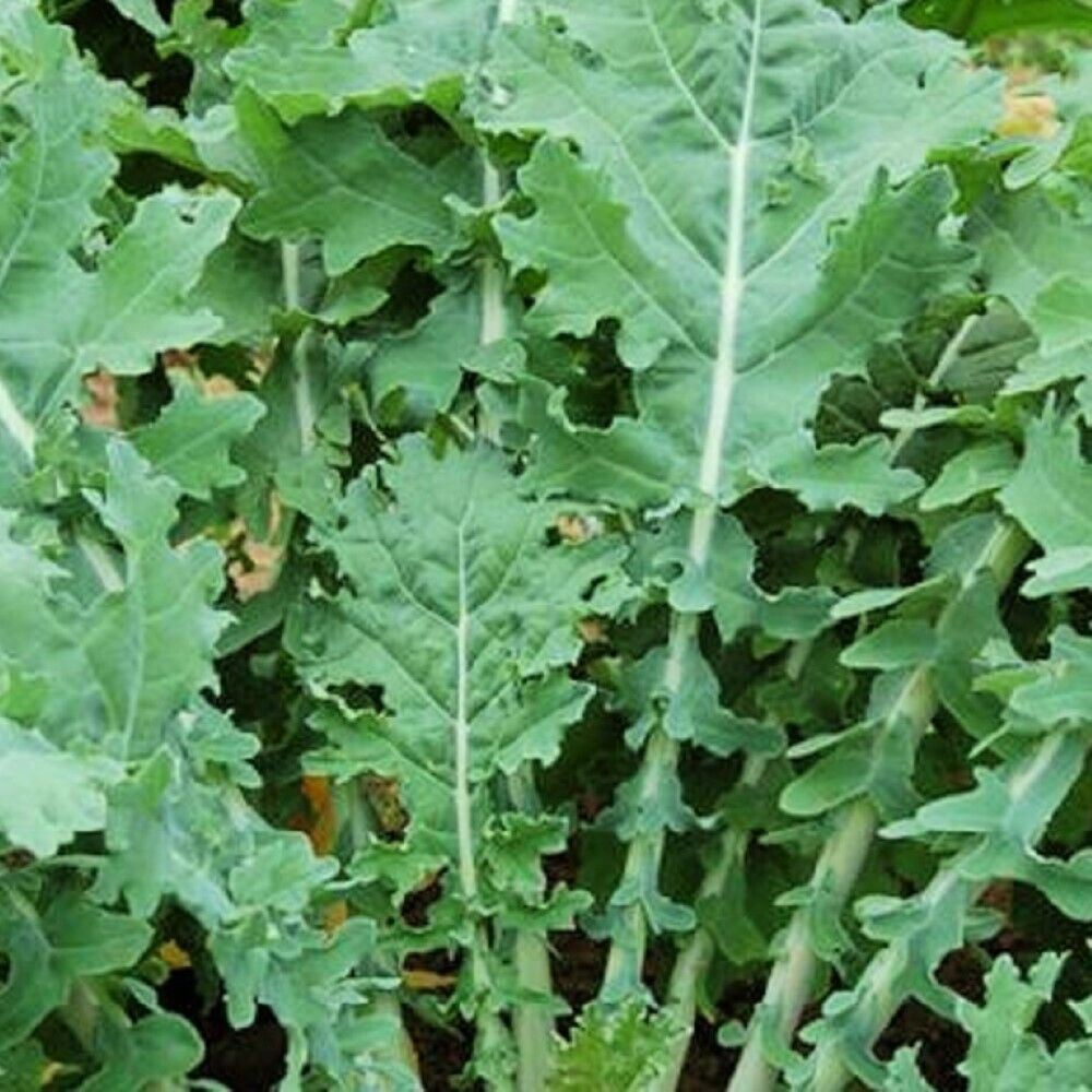 50 White Russian Kale NON-GMO Heirloom Vegetable Seeds | www.seedsplantworld.com