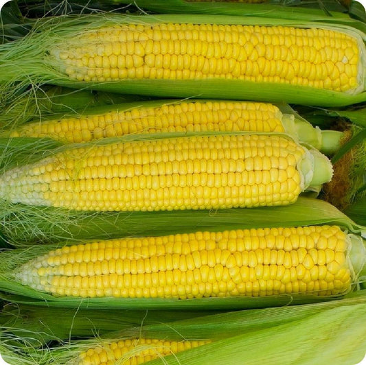 25 Ct Early Golden Bantam Corn Yellow Sweet Heirloom Vegetable Seeds | www.seedsplantworld.com