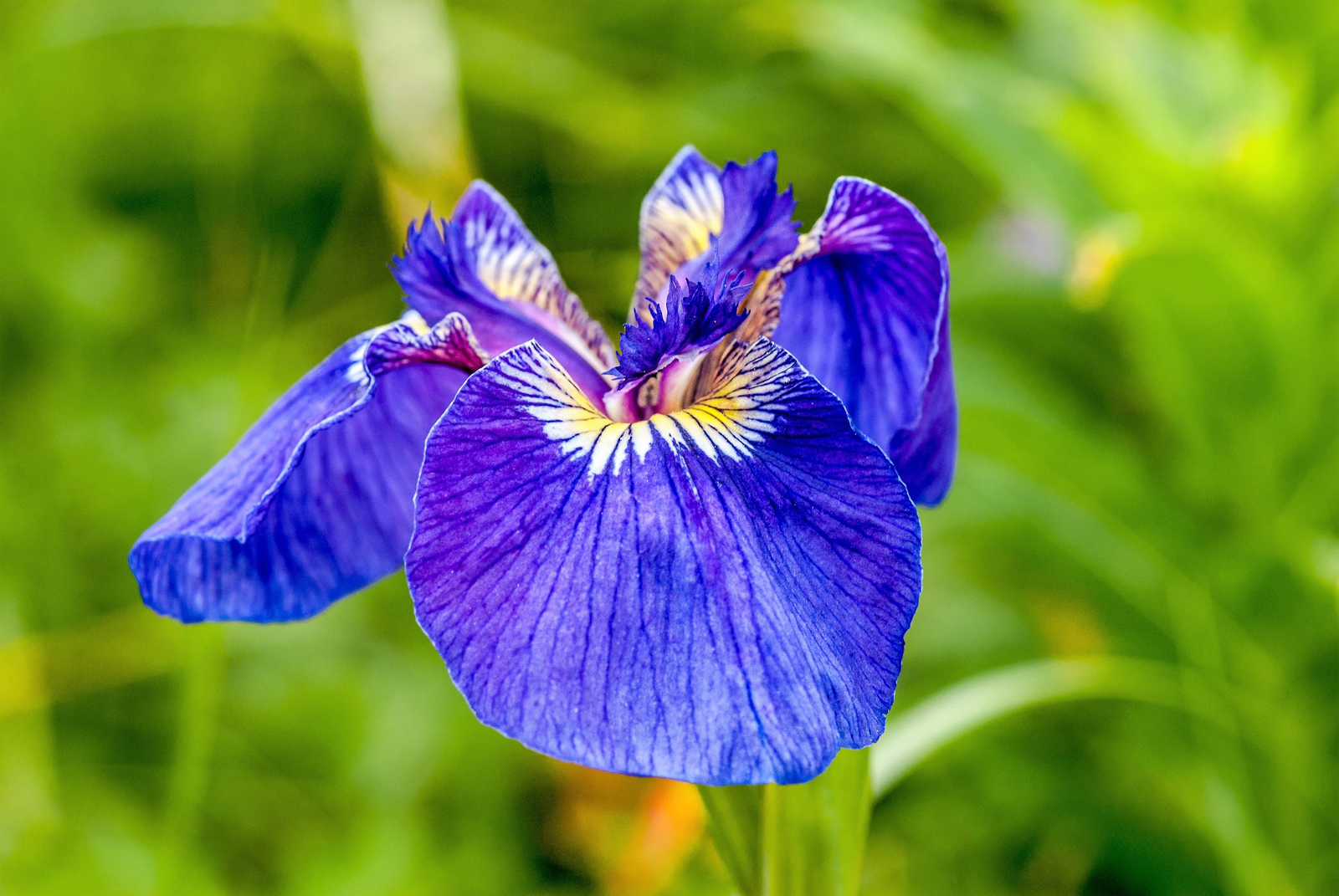 20 Alaska Iris Setosa Wild Flag Beachhead Blue Purple Native Wetland Flower Seeds | www.seedsplantworld.com