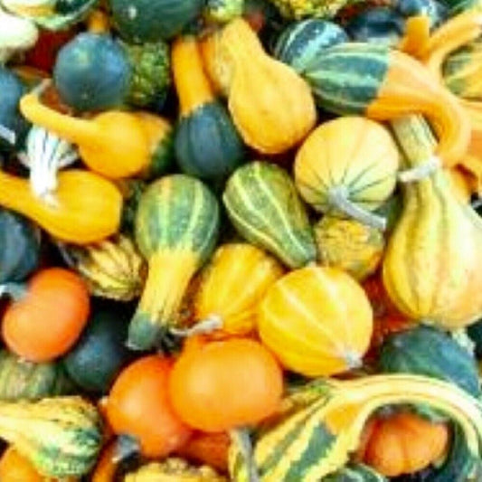 80 Small Mix Gourds NON-GMO Heirloom Fruit Seeds | www.seedsplantworld.com