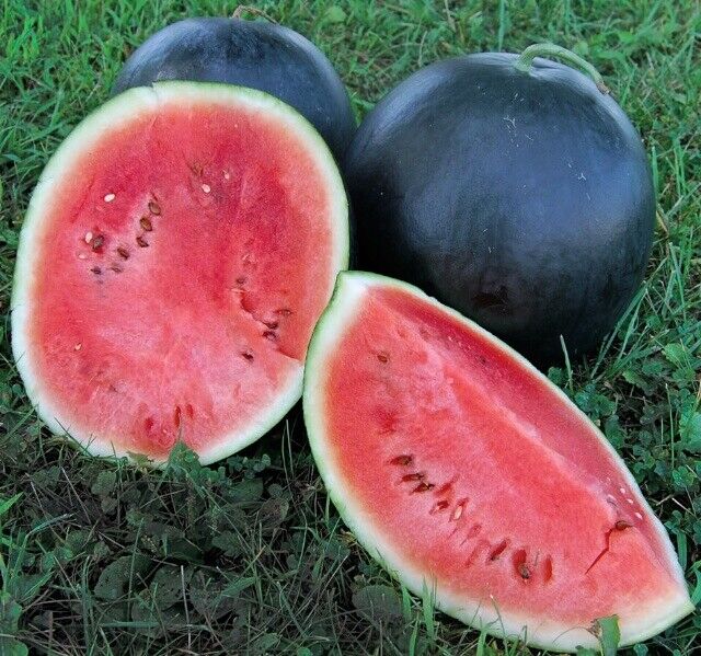 20 Ct Black Diamond Watermelon Melon 30-50 lbs NON-GMO Fruit Seeds | www.seedsplantworld.com