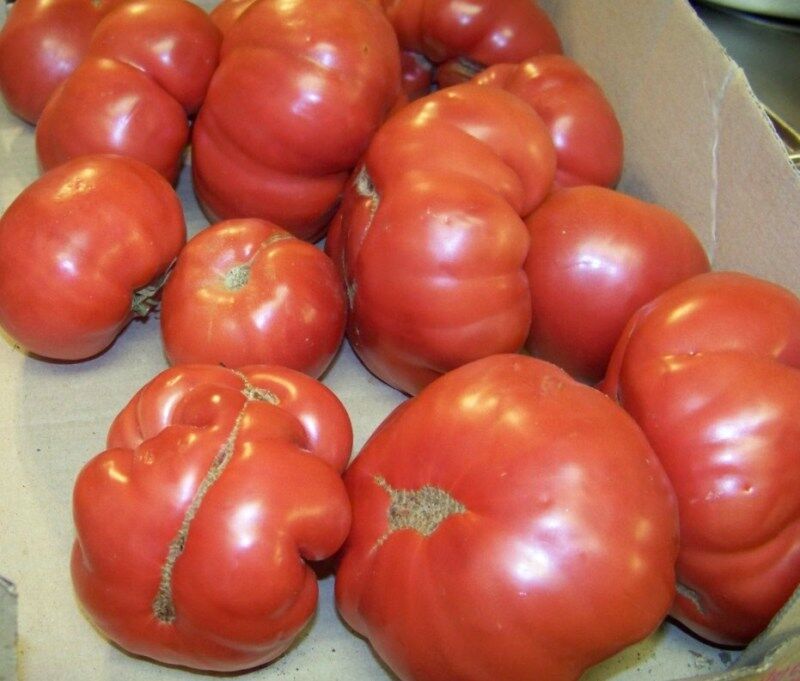 42 Tomato Rutgers Heirloom Vegetable Seeds | www.seedsplantworld.com