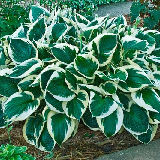 1 Minuteman Hosta Bare Root Plant Heat Tolerant Perennial Spring Shipping Rooted Plant