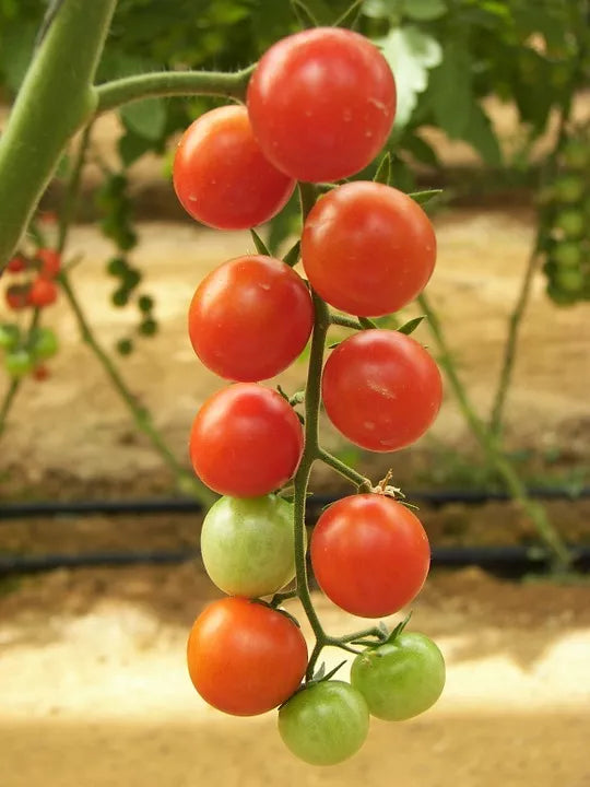 100 Red Sweetie Cherry Tomato Super Sweet 1" Lycopersicon Fruit Vegetable Seeds | www.seedsplantworld.com