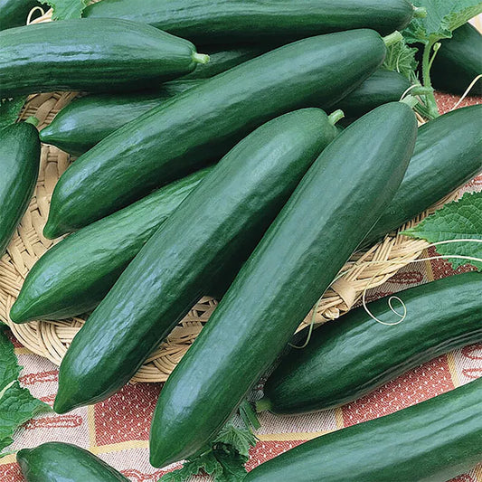 50 Tendergreen Burpless Cucumber Seeds 50 Seeds Non-GMO Vegetable Seeds | www.seedsplantworld.com