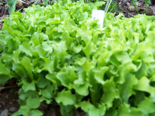 875 Lettuce Black Seeded Simpson Vegetable Seeds | www.seedsplantworld.com