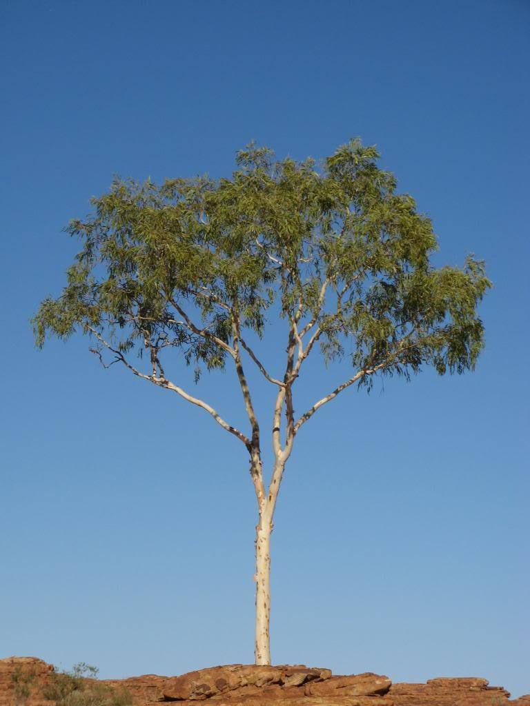 25 Red Forest Gum Tree Eucalyptus Tereticornis Blue Grey Mountain Flower Seeds | www.seedsplantworld.com