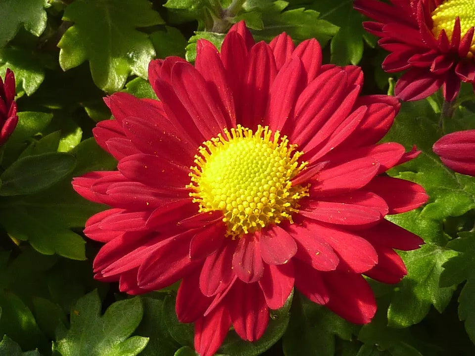 100 Red Robinsons Daisy Painted Chrysanthemum Coccineum Pyrethrum Flower Seeds | www.seedsplantworld.com