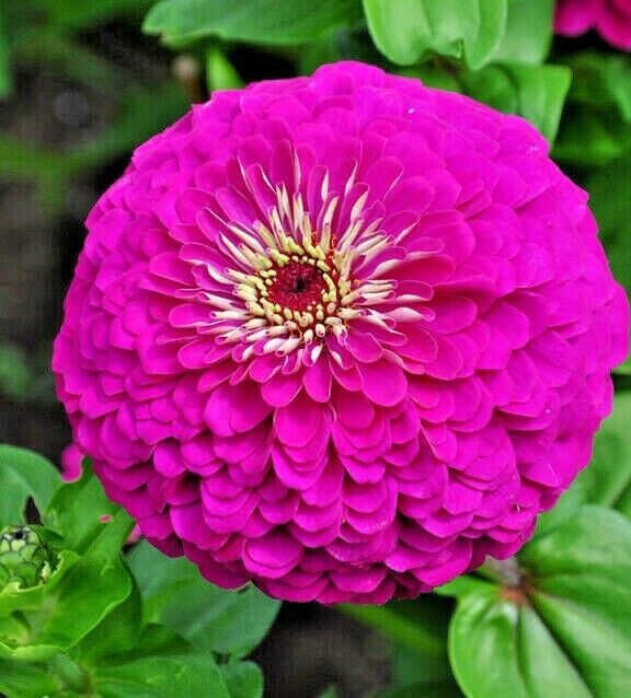 300 Lavender Zinnia Flower Seeds