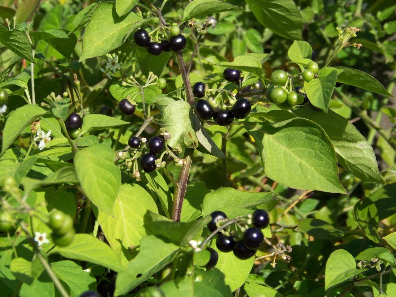 45 Huckleberry Garden Huckle Berry Flower Seeds | www.seedsplantworld.com