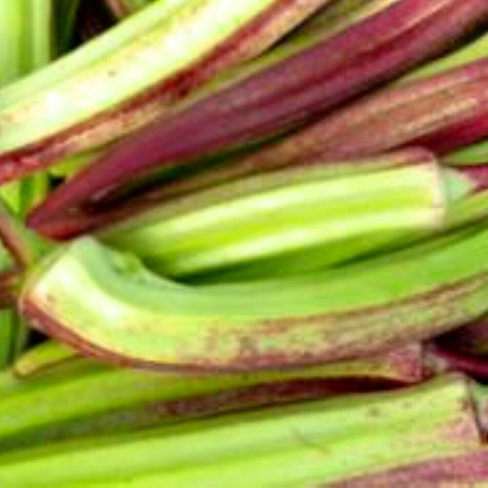 100 Hill Country Red Okra NON-GMO Heirloom Vegetable Seeds | www.seedsplantworld.com