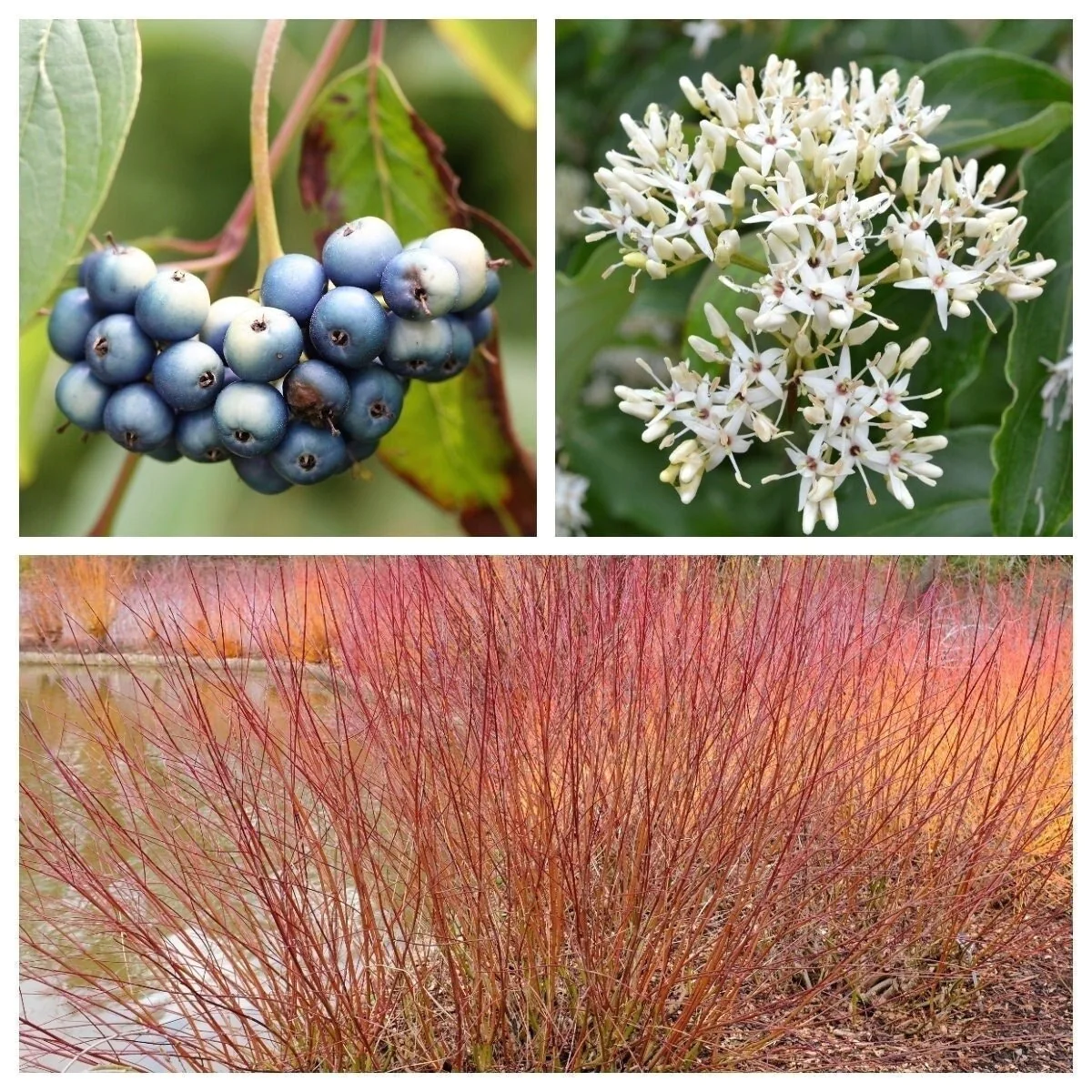 20 Silky Dogwood Shrub Cornus Amomum Coerulea Kinnikinnik Silver Blue Berry Seeds | www.seedsplantworld.com