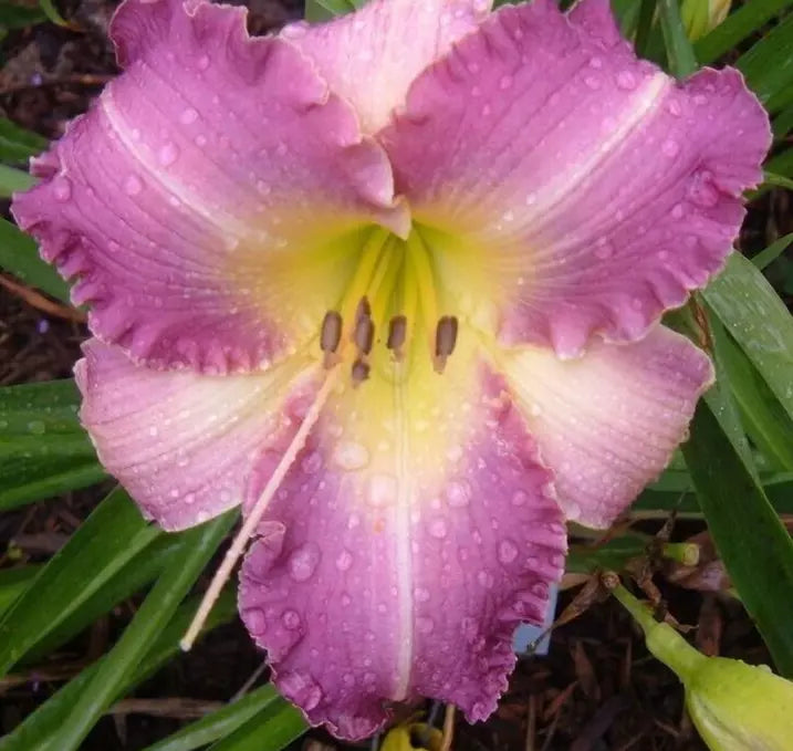 2 Daylily Lavender Blush Reblooming Perennial Flower Bulb Bare Root Plants