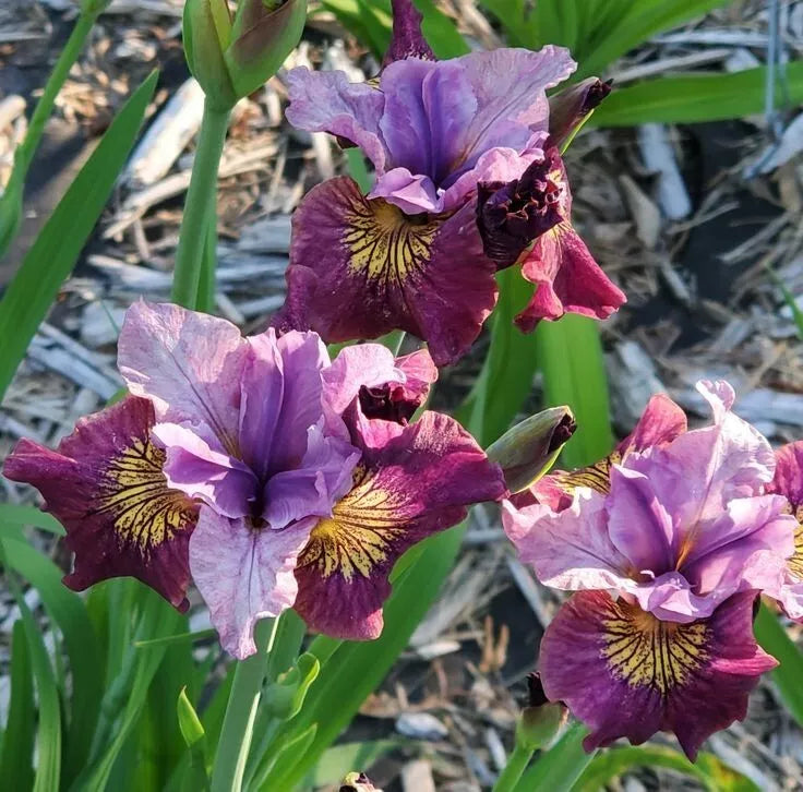 1 Siberian Iris Miss Apple Bare Root Perennial Rhizome Red And Gold Markings Rooted Plant